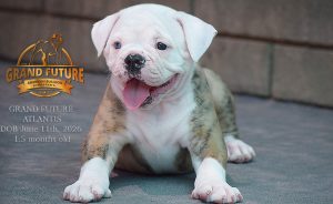 Grand Future Atlantis - American Bulldog Puppy