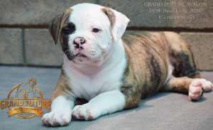 Grand Future Avalon - American Bulldog Puppy