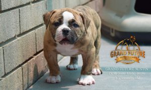 Grand Future Austin - American Bulldog Puppy