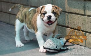 Grand Future Atlas - American Bulldog Puppy