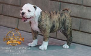 Grand Future Arkansas - American Bulldog Puppy