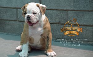 Grand Future Arlington - American Bulldog Puppy