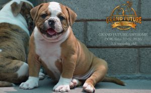 Grand Future Awesome - American Bulldog Puppy