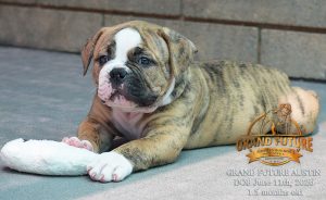 Grand Future Austin - American Bulldog Puppy