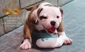 Grand Future Arkansas - American Bulldog Puppy