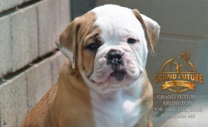 Grand Future Arlington - American Bulldog Puppy