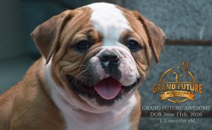 Grand Future Awesome - American Bulldog Puppy
