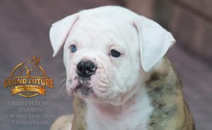 Grand Future Atlantis - American Bulldog Puppy