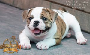 Grand Future Atlas - American Bulldog Puppy