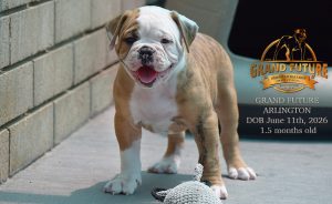 Grand Future Arlington - American Bulldog Puppy