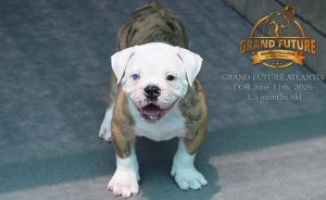 Grand Future Atlantis - American Bulldog Puppy