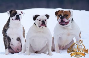 American Bulldogs - Grand Future Kennel