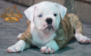 Grand Future Atlantis - American Bulldog Puppy