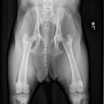 PennHip Radiograph - Hip-Extended View