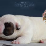 Grand Future American Bulldog Puppy