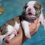 Grand Future American Bulldog Puppy