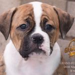 Grand Future Zephyra - American Bulldog puppy
