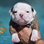 Grand Future American Bulldog Puppy