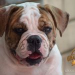 Grand Future Atlas - male American Bulldog puppy