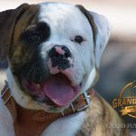 Grand Future Avalon - American Bulldog puppy
