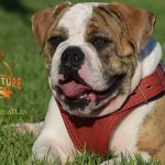 Grand Future Atlas - American Bulldog puppy (male)