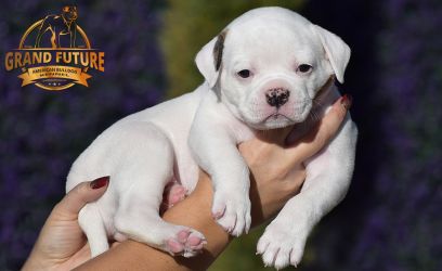 Grand Future American Bulldog Puppy