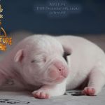 Grand Future American Bulldog Puppy