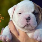 Grand Future American Bulldog Puppy