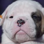 Grand Future American Bulldog Puppy
