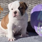Grand Future American Bulldog Puppy