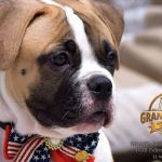 Grand Future Quantum - Male American Bulldog Puppy For Sale