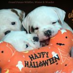 Grand Future American Bulldog Puppies