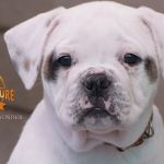 Grand Future Wonder - American Bulldog Puppy For Sale