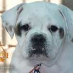 Grand Future Wonder - American Bulldog puppy for sale