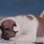 Grand Future American Bulldog Puppy