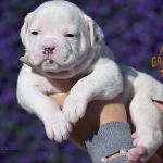 Grand Future American Bulldog Puppy