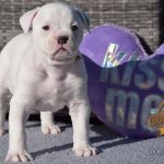 Grand Future American Bulldog Puppy