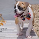 Grand Future Quantum - Male American Bulldog Puppy For Sale