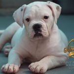 Grand Future Snowflake - American Bulldog Puppy for sale