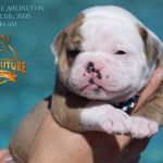 Grand Future American Bulldog Puppy