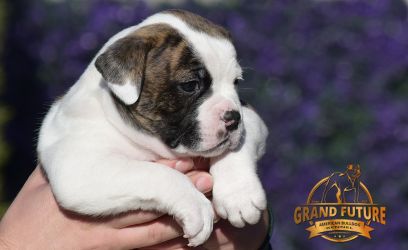 Grand Future American Bulldog Puppy