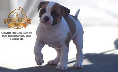 Grand Future Honey