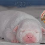 Grand Future American Bulldog Puppy