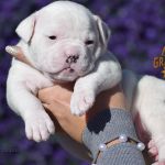Grand Future American Bulldog Puppy