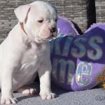 Grand Future American Bulldog Puppy