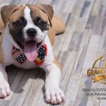 Grand Future Quantum - Male American Bulldog Puppy For Sale