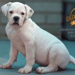 Grand Future Snowflake - American Bulldog Puppy for sale