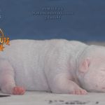 Grand Future American Bulldog Puppy