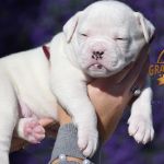 Grand Future American Bulldog Puppy