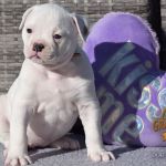 Grand Future American Bulldog Puppy
